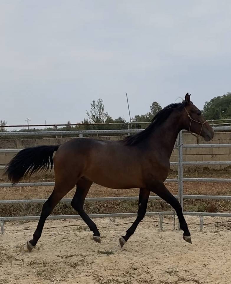 poulain PRE 16 mois espagnol cheval