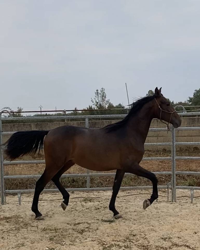 poulain PRE 16 mois espagnol cheval