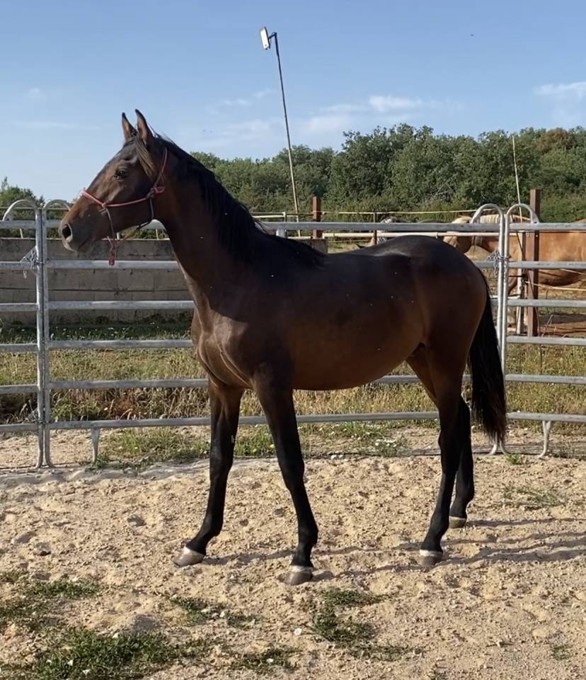 poulain PRE 16 mois espagnol cheval
