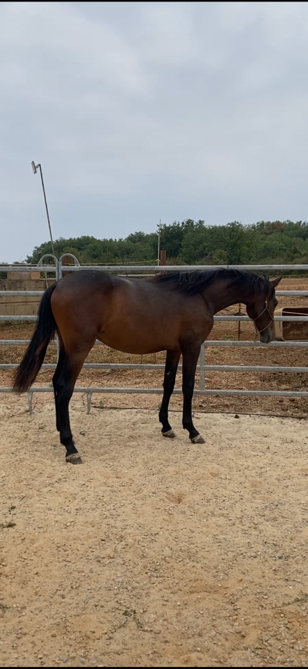 poulain PRE 16 mois espagnol cheval