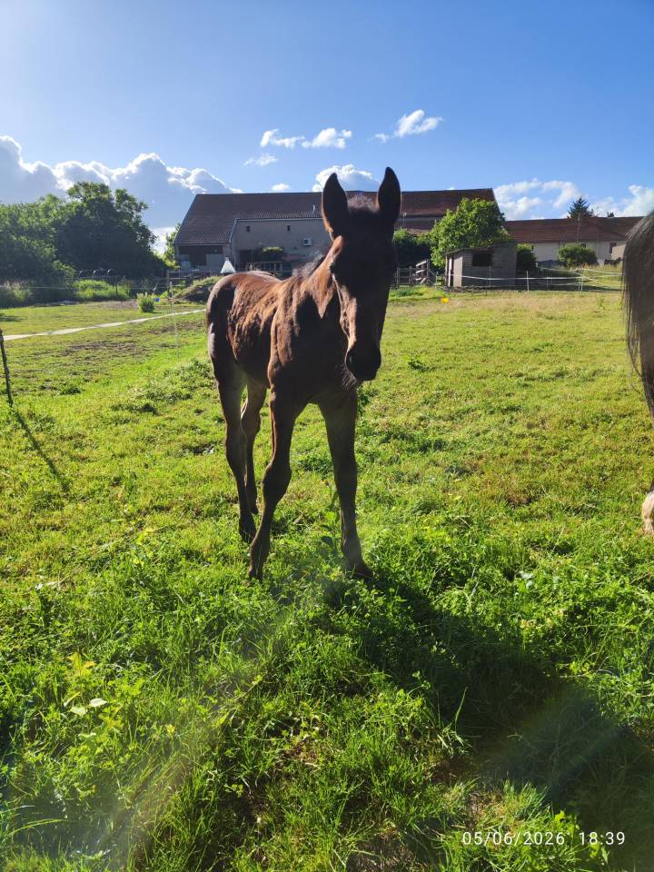 Poulini&egrave;re 8 ans et pouliches