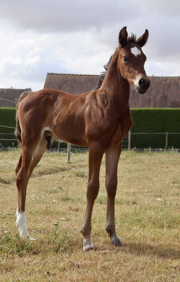 Foal M&acirc;le PFS par Kantje&rsquo;s Ronaldo 