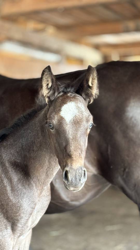 Magnifique foal m&acirc;le welsh part bred