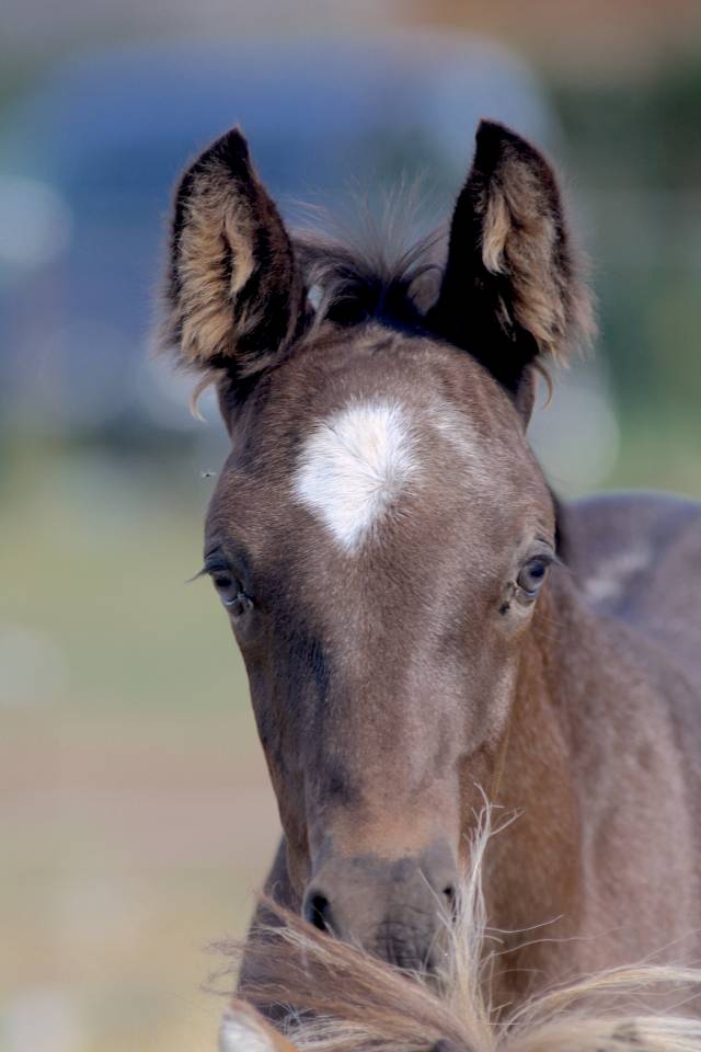 Magnifique foal m&acirc;le welsh part bred