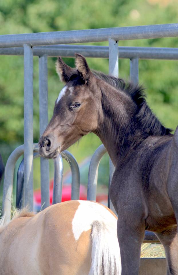 Magnifique foal m&acirc;le welsh part bred