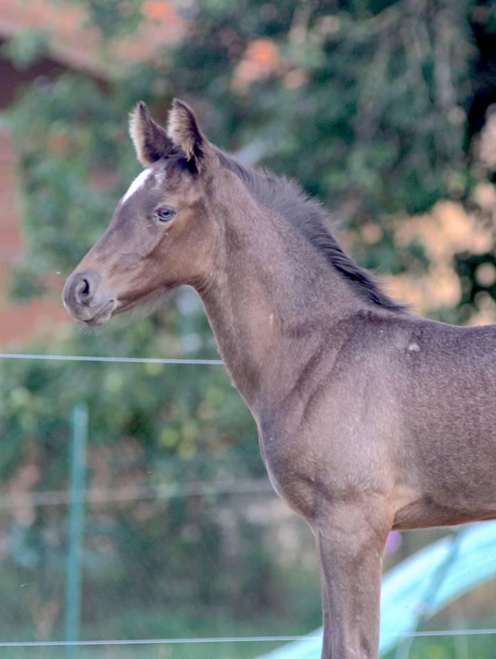 Magnifique foal m&acirc;le welsh part bred