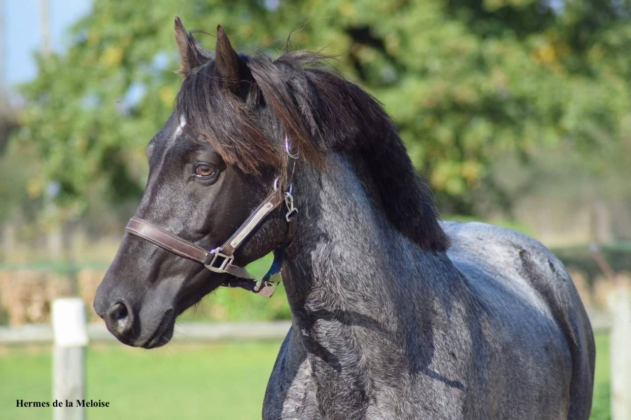 Magnifique foal m&acirc;le welsh part bred