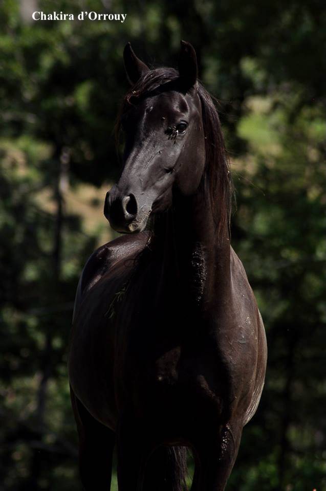 Magnifique foal m&acirc;le welsh part bred