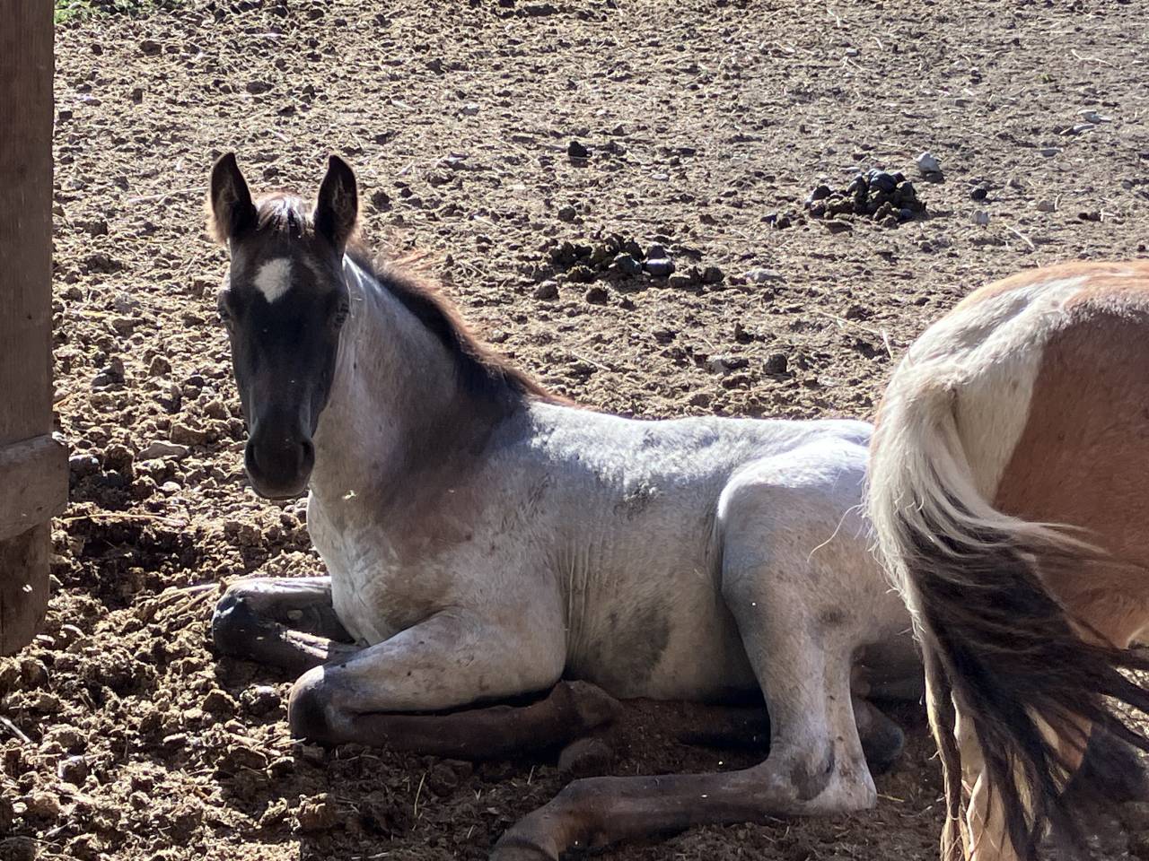 Magnifique foal m&acirc;le welsh part bred