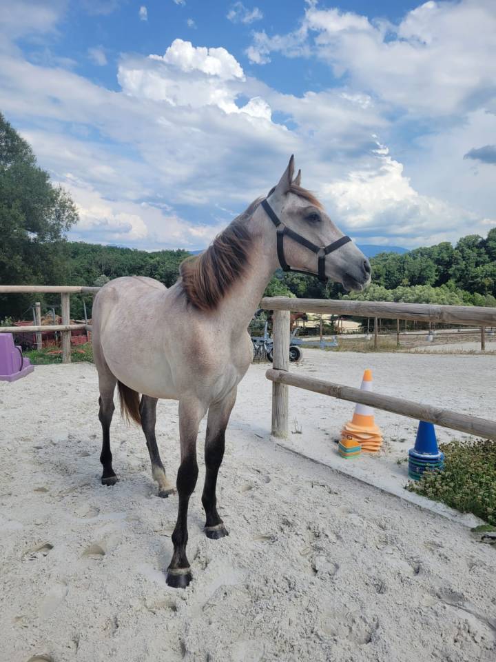 Poney pleins papiers Connemara 1 an