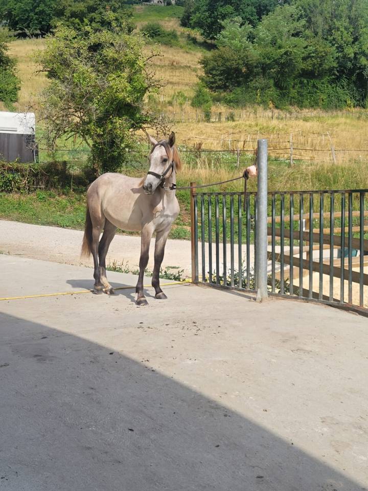 Poney pleins papiers Connemara 1 an