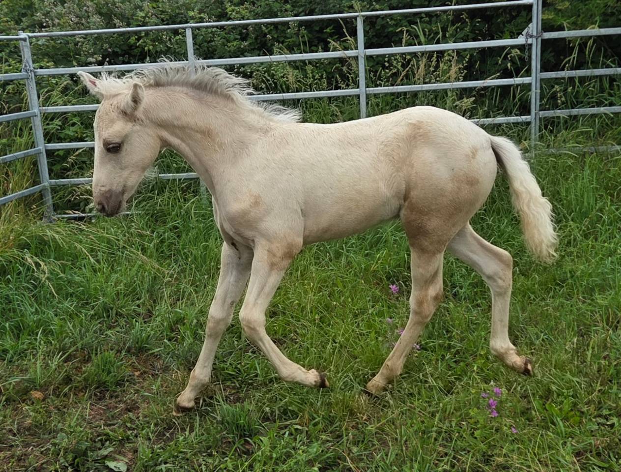 Foal Connemara PP palomino