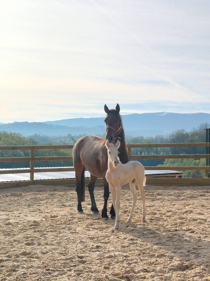 Foal Connemara PP palomino