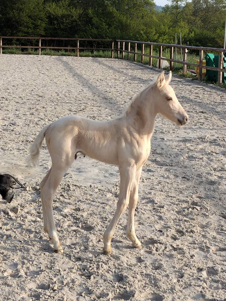 Foal Connemara PP palomino