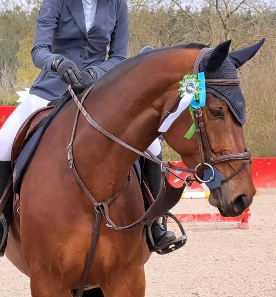 Jument de CSO 6 par Diamant - 25000k