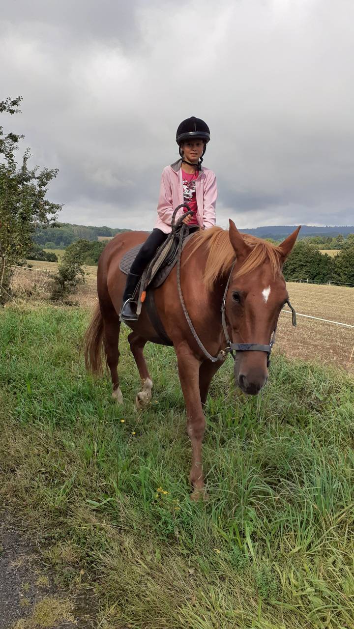 Trotteur fran&ccedil;ais &agrave; vendre