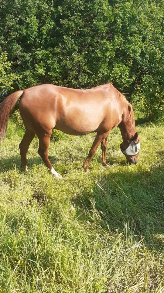 Trotteur fran&ccedil;ais &agrave; vendre