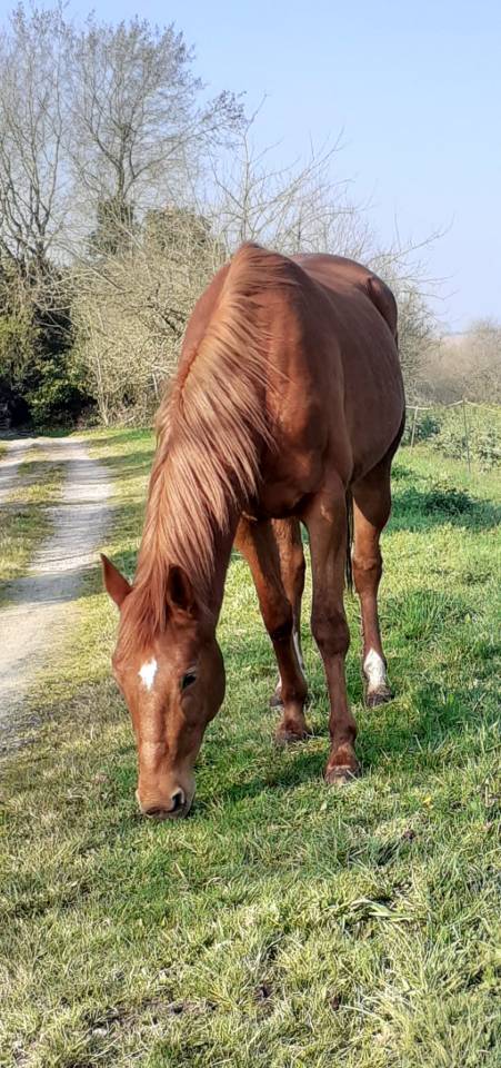 Trotteur fran&ccedil;ais &agrave; vendre