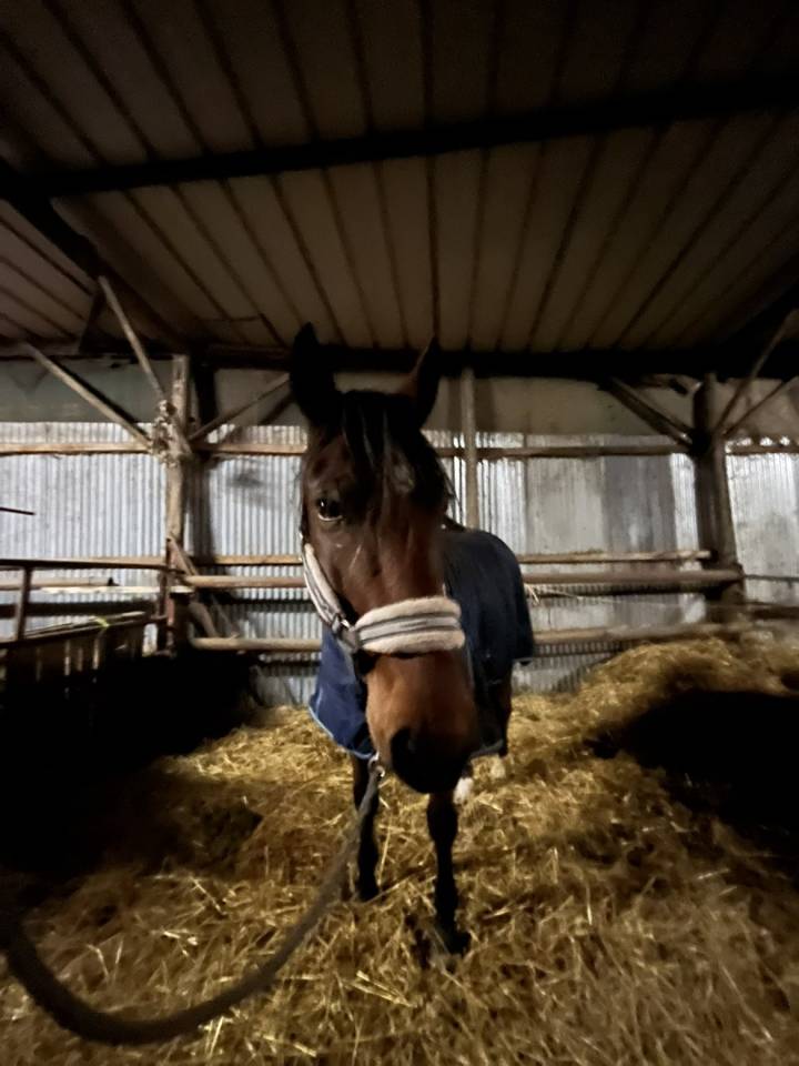 Demi pension cheval 