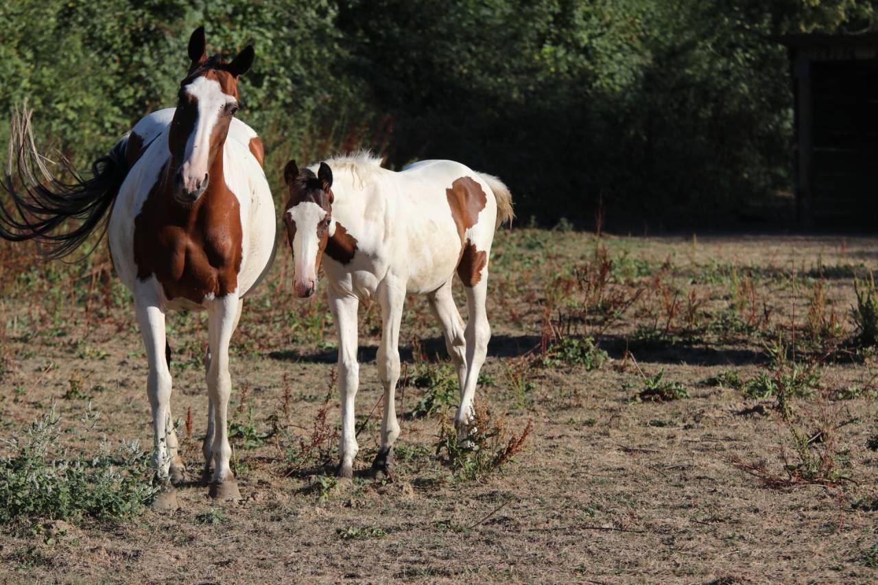 Poulain pie bai origine SF ET Z CSO CCE HUNTER