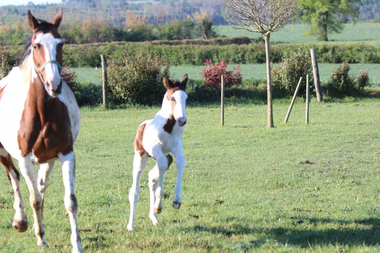Poulain pie bai origine SF ET Z CSO CCE HUNTER