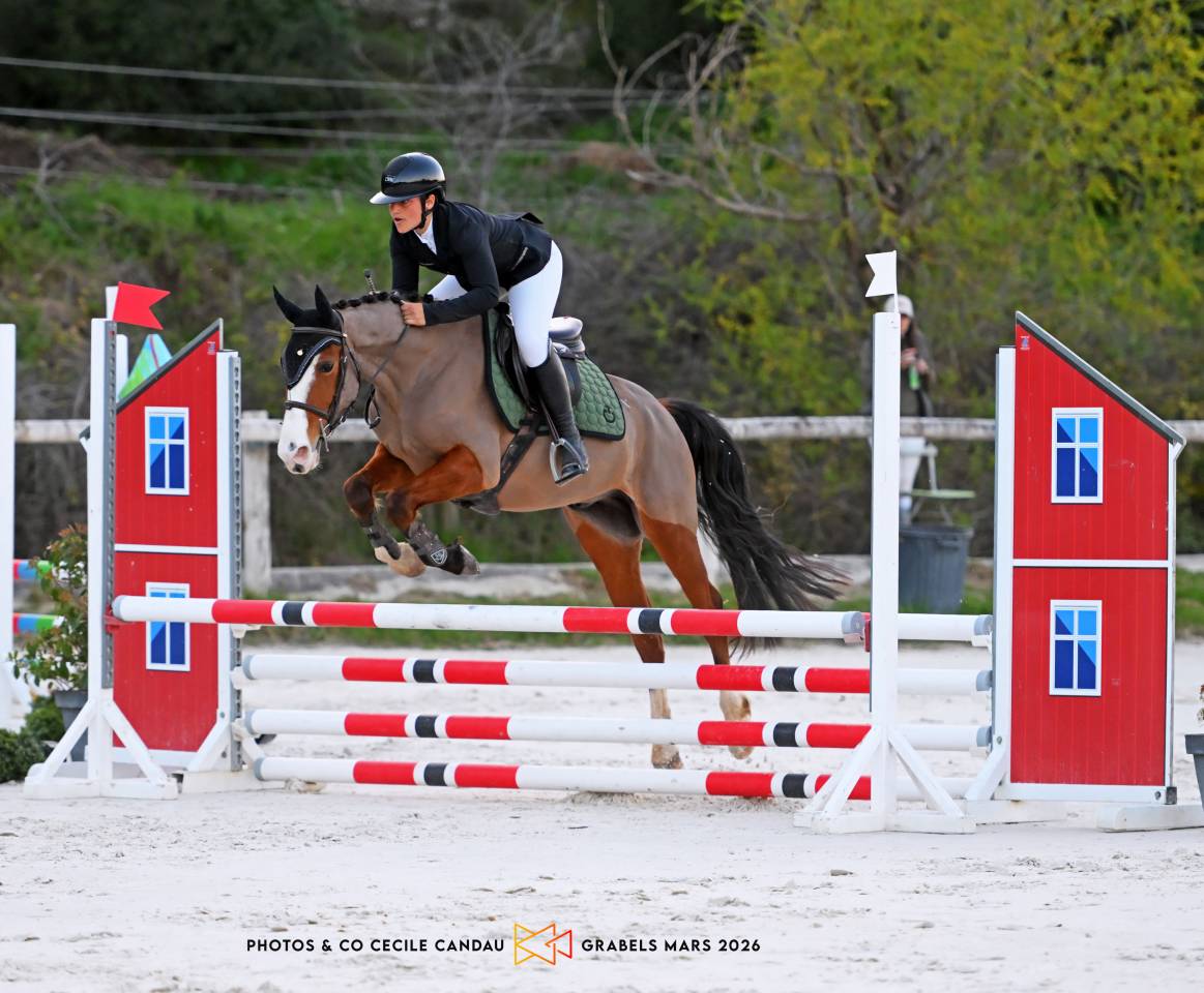 Poney 4ans D hongre PFS