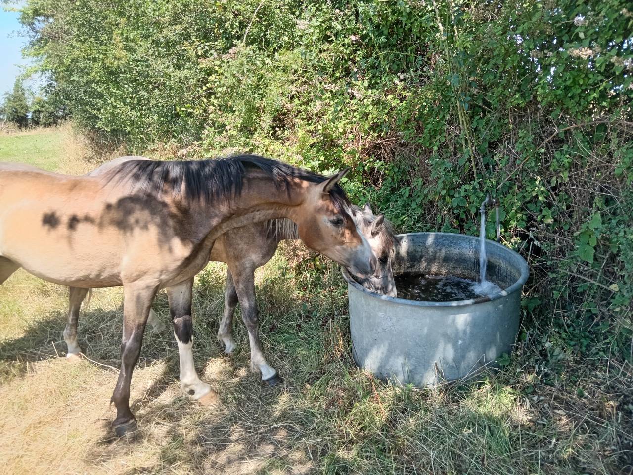 Poney de 2 ans &agrave; vendre 