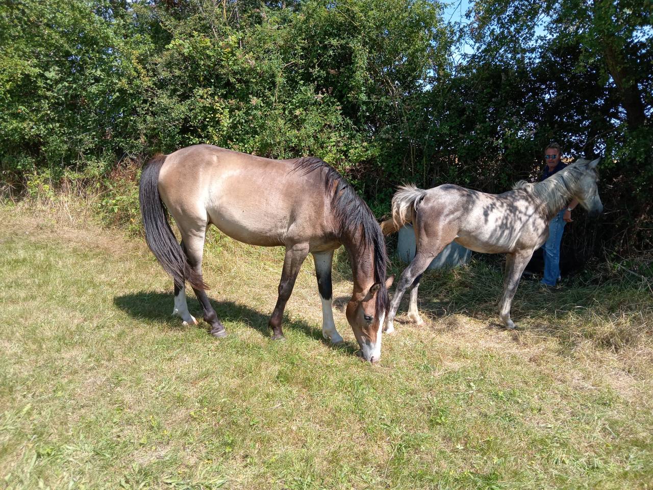 Poney de 2 ans &agrave; vendre 