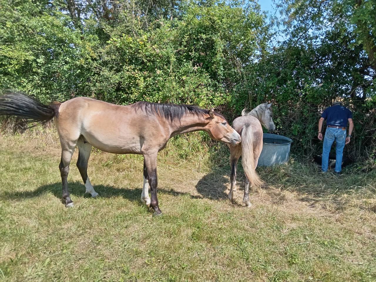 Poney de 2 ans &agrave; vendre 