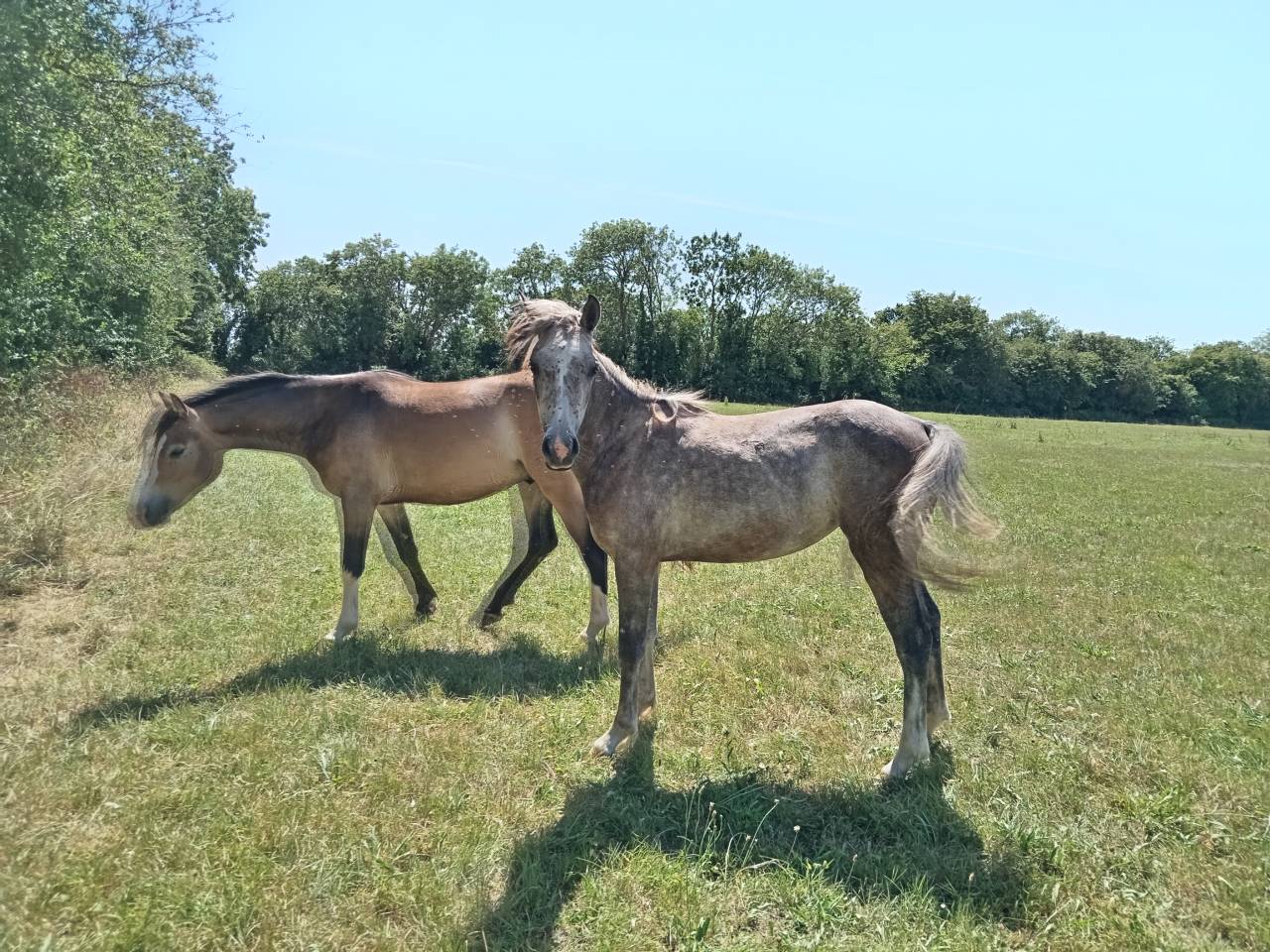 &Agrave; vendre ponette PFS de 1 an