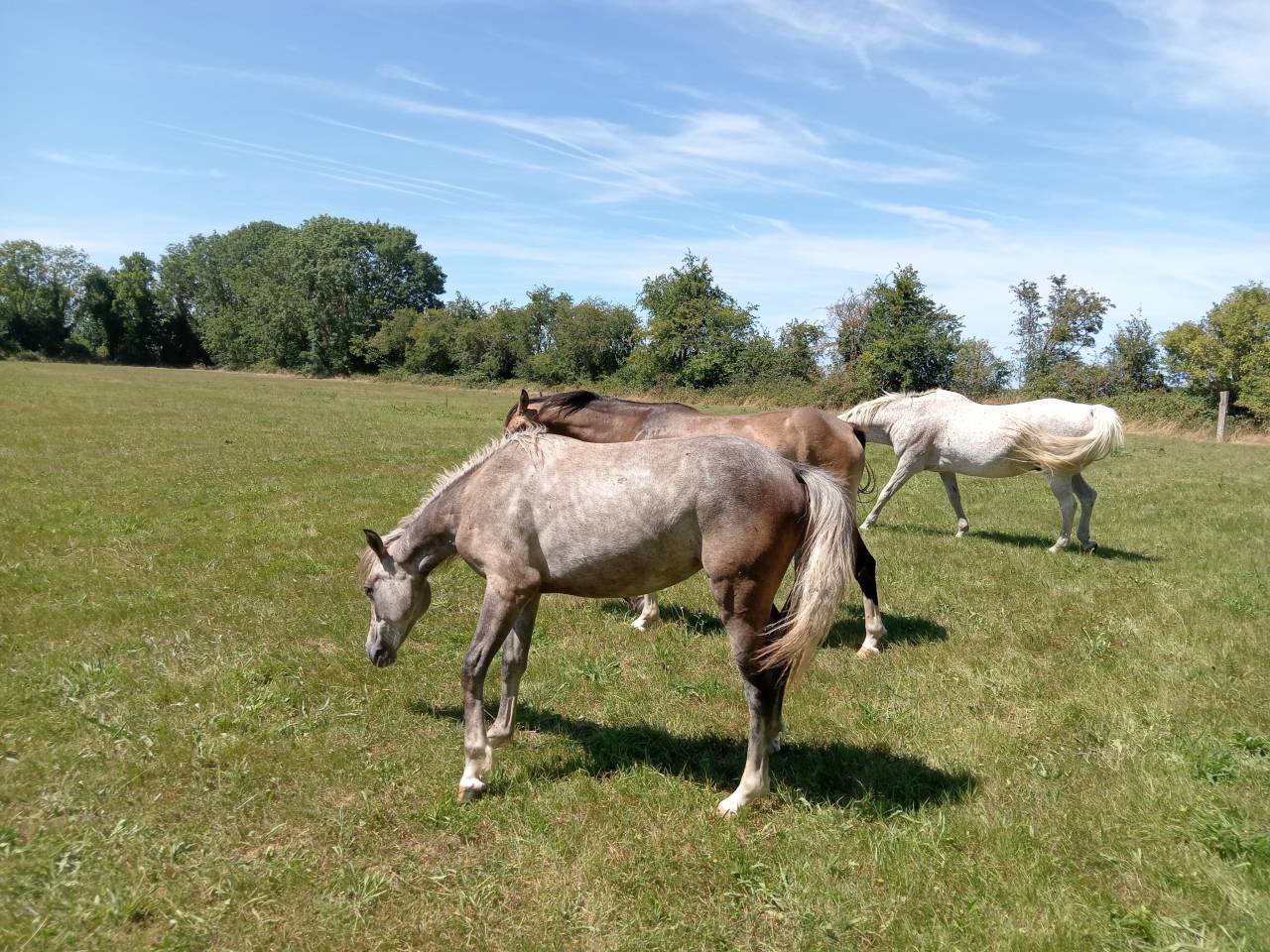 &Agrave; vendre ponette PFS de 1 an