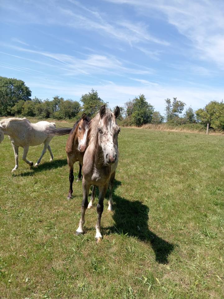 &Agrave; vendre ponette PFS de 1 an