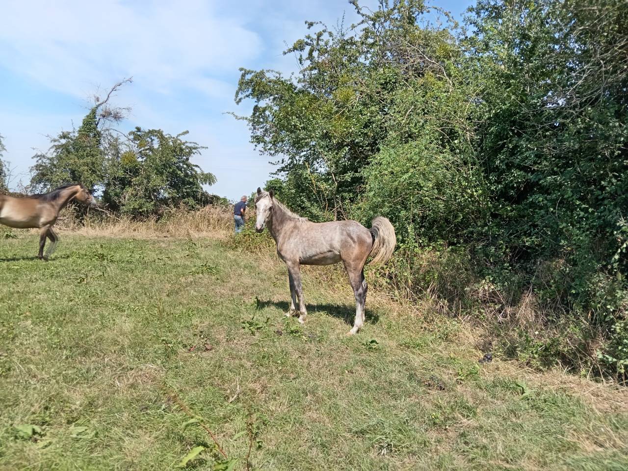 &Agrave; vendre ponette PFS de 1 an