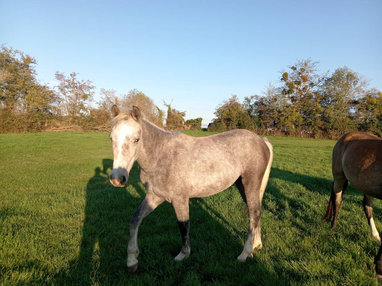 &Agrave; vendre ponette PFS de 1 an