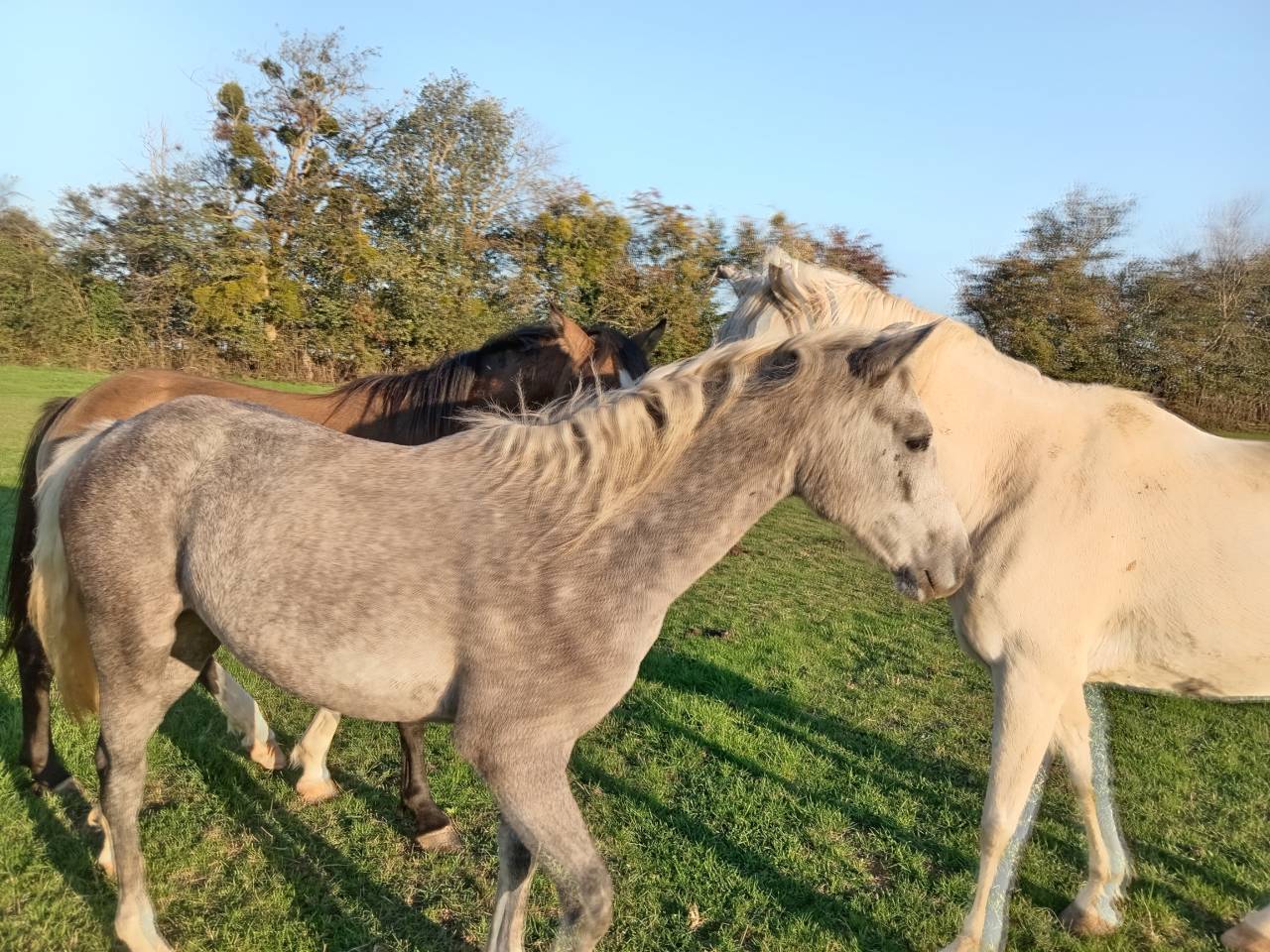 &Agrave; vendre ponette PFS de 1 an