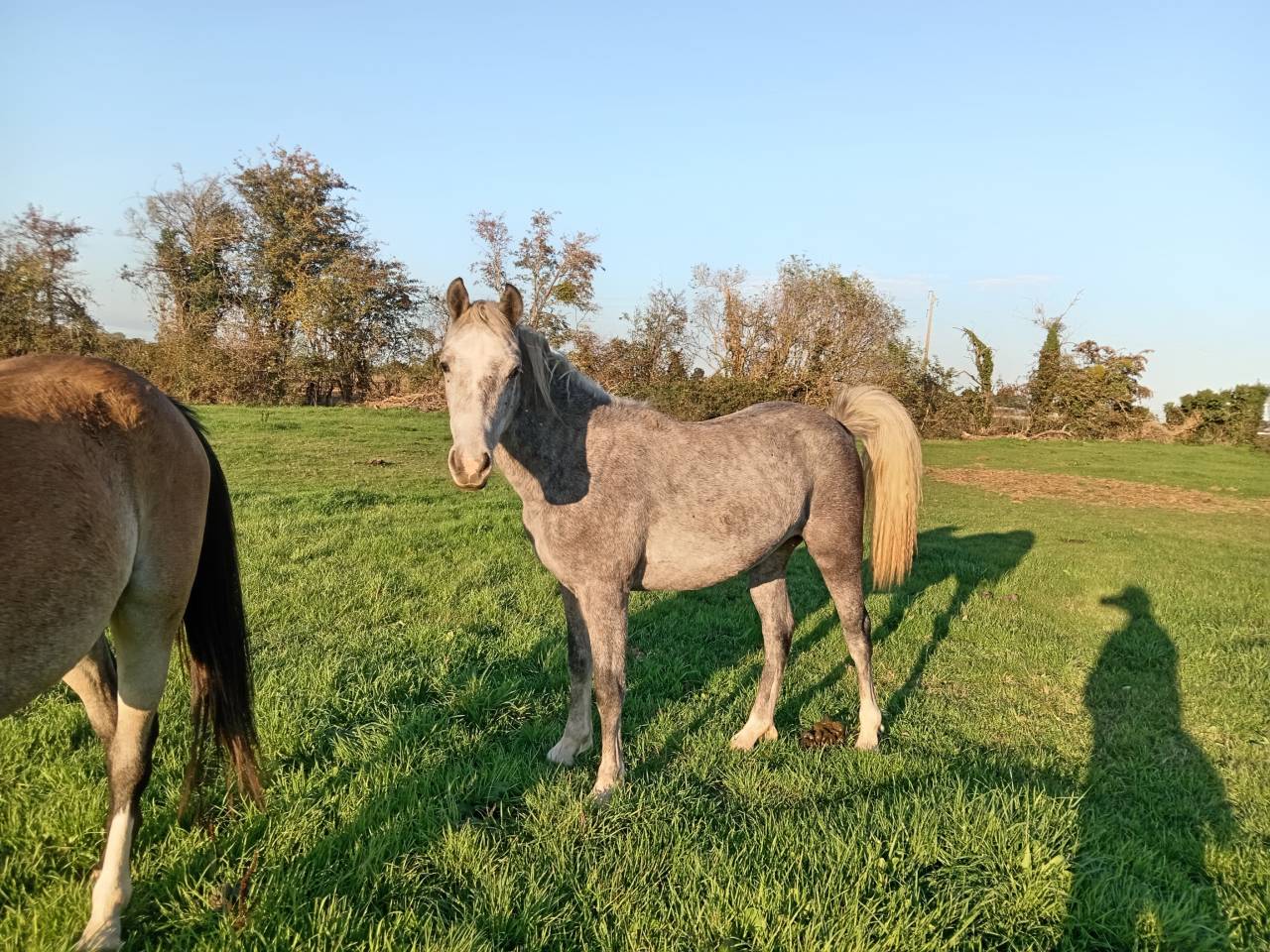 &Agrave; vendre ponette PFS de 1 an