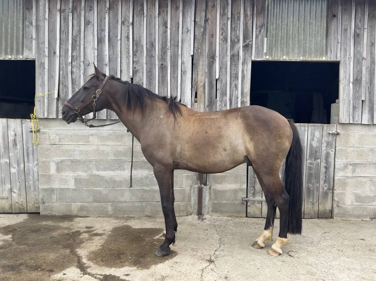 Cheval loisir