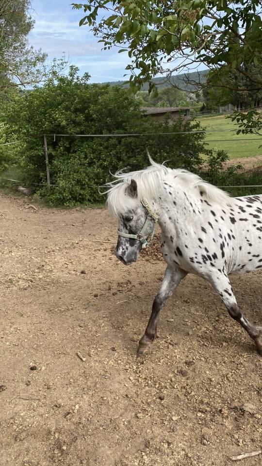 A vendre entier poney onc