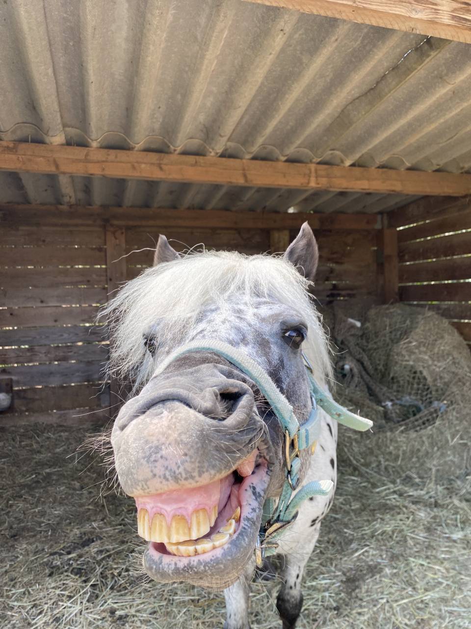 A vendre entier poney onc