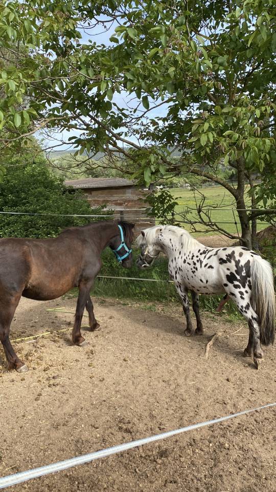 A vendre entier poney onc