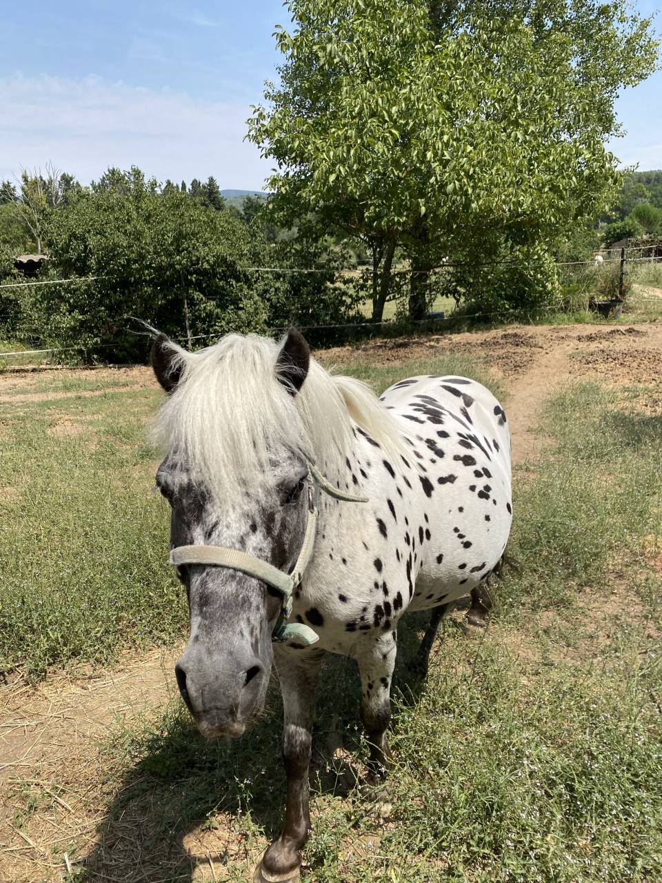 A vendre entier poney onc