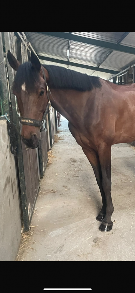 A vendre, bel hongre de 8 ans.