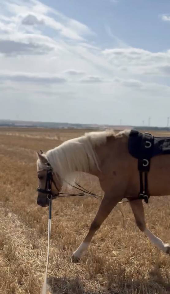 Lucky de L'oublan - Poney &agrave; vendre 