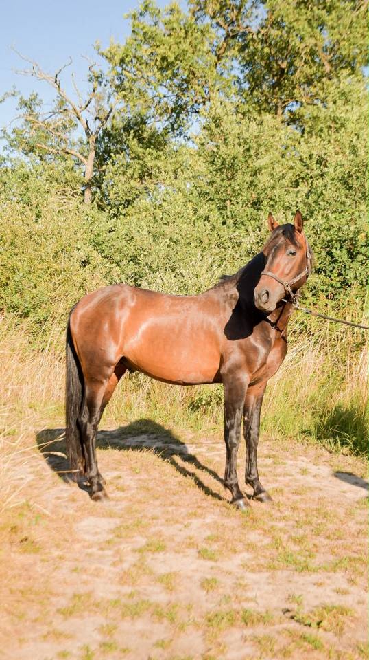 Sublime PRE de 4 ans 