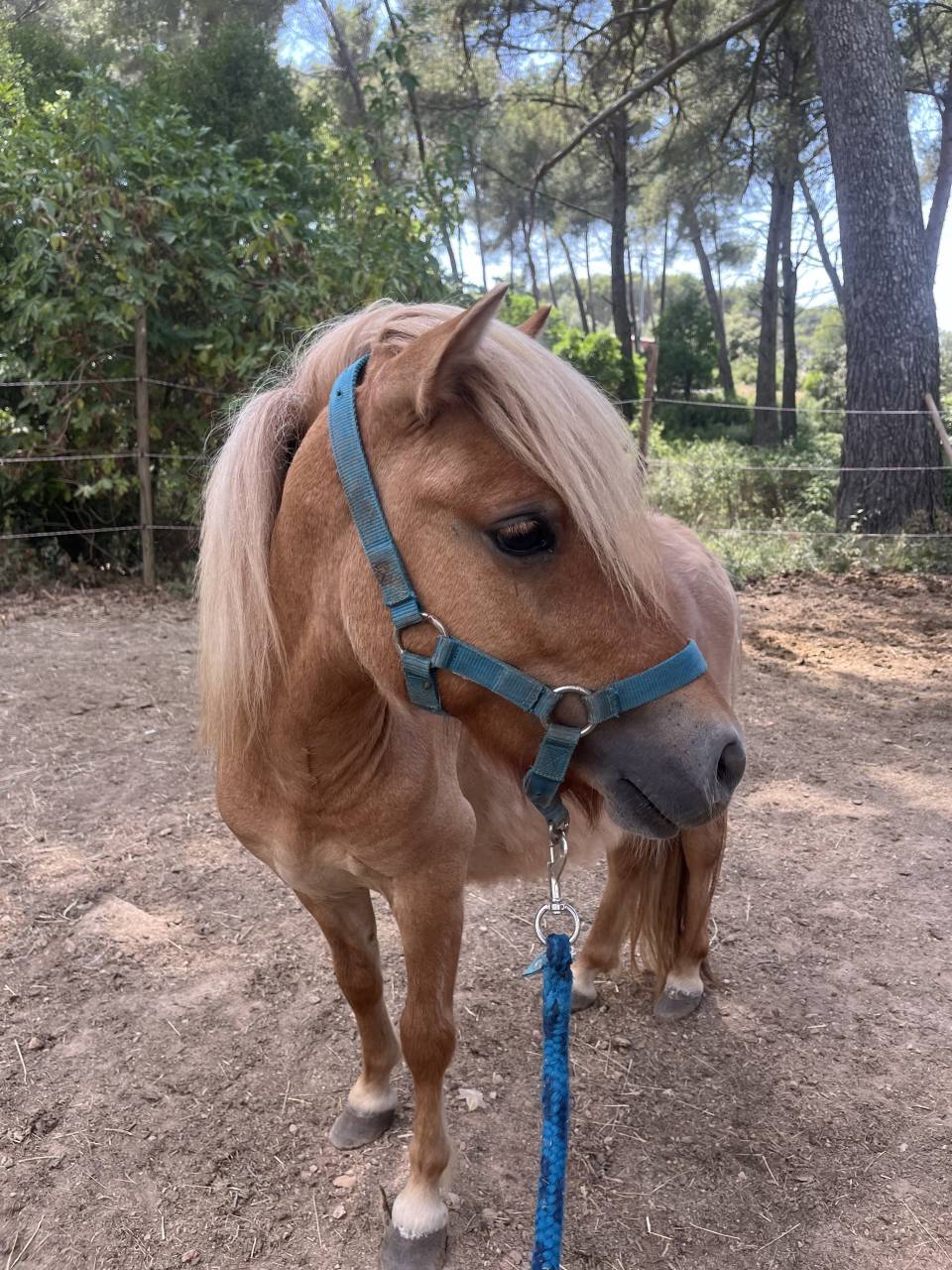 Adorable shetland 