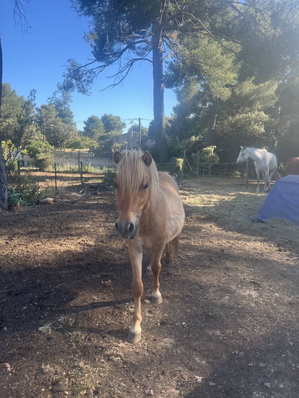 Adorable shetland 
