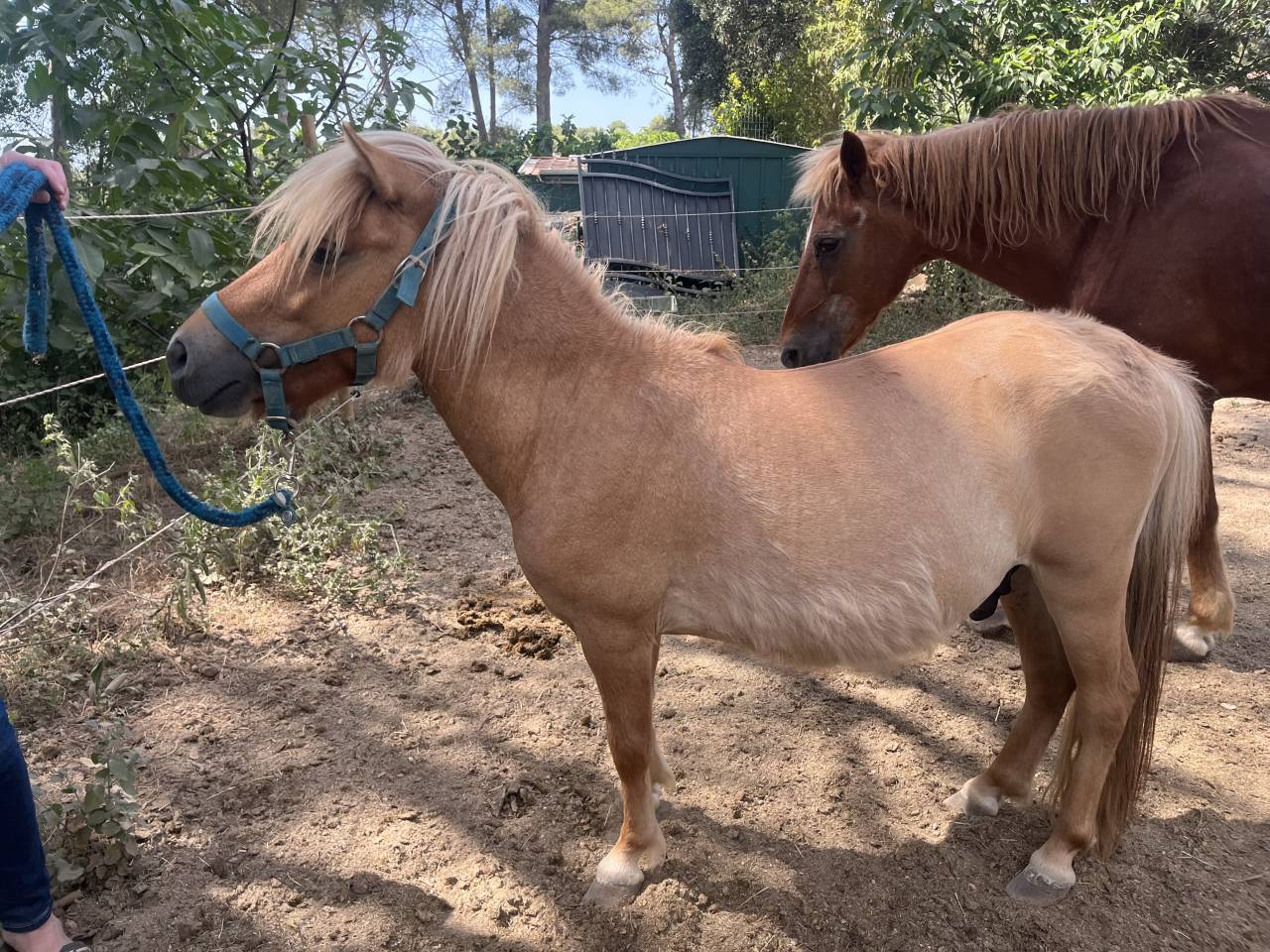 Adorable shetland 
