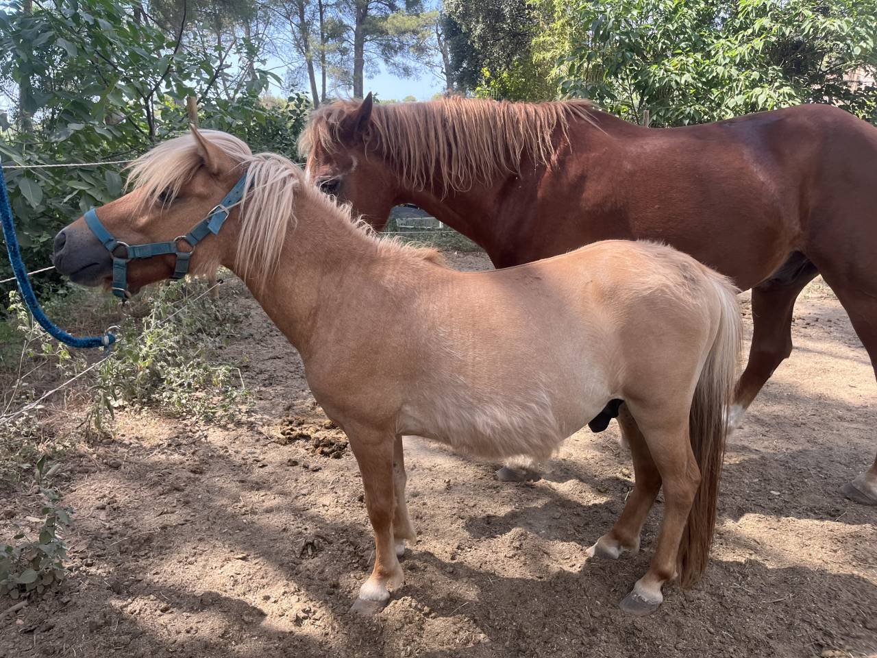 Adorable shetland 