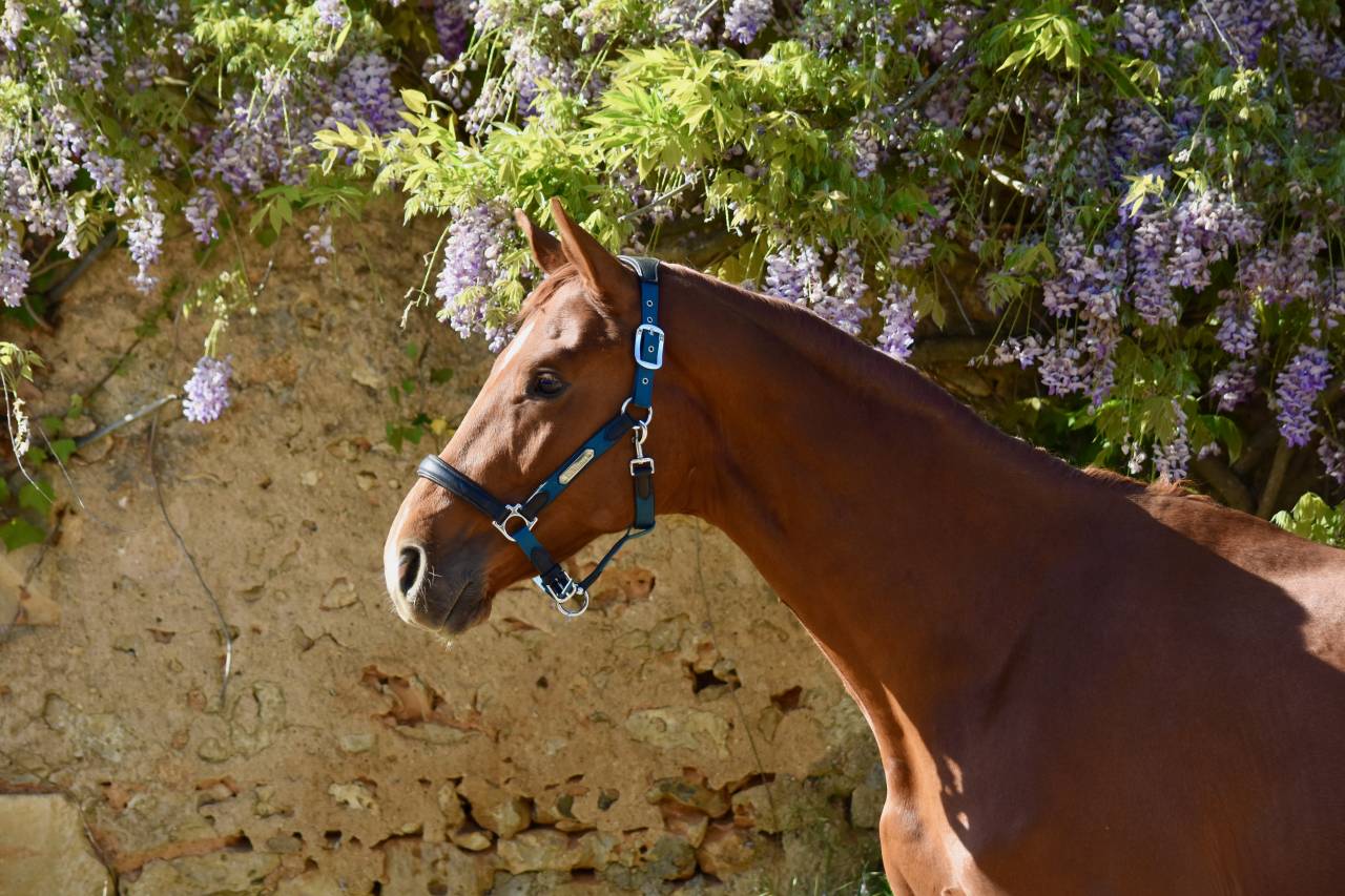 Hongre de 2 ans par Escaneno x Foundation 