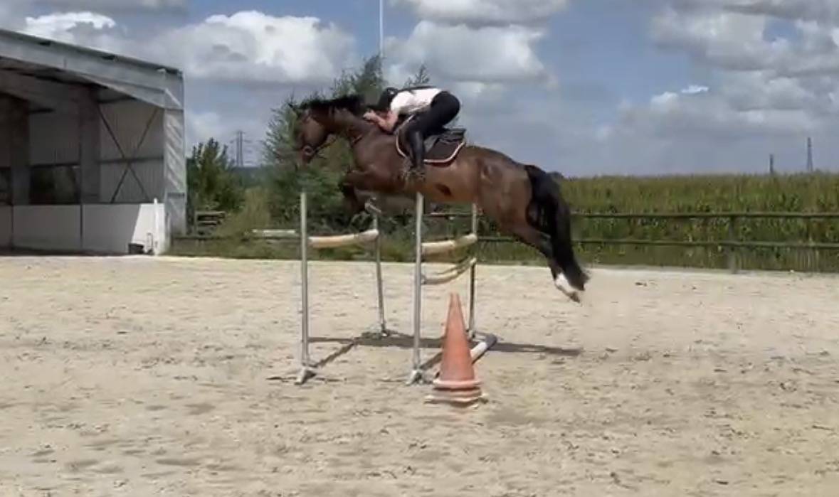 Hongre de 7 ans